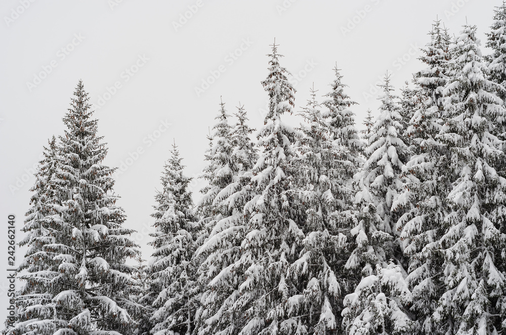 the tops of snow-covered fir trees in the forest the tops of snow-covered fir trees in the forest