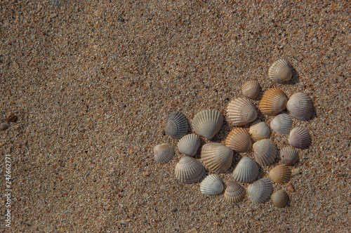 sand, shells