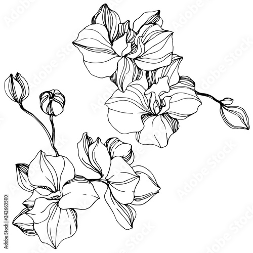 Vector Orchid floral botanical flower. Black and white engraved ink art. Isolated orchid illustration element.