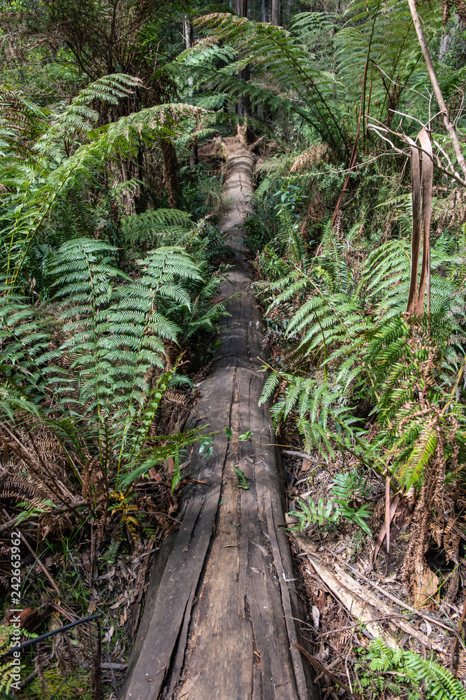 Forest nature Forest nature