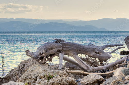 Vecchio tronco riportato indietro dal mare