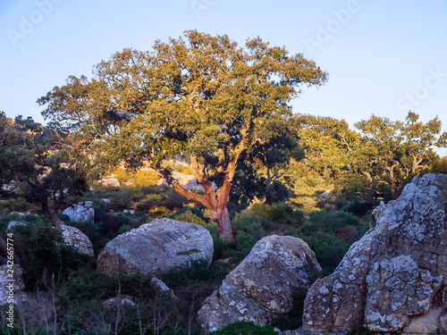 old cork oak in the andalusian countryside. 