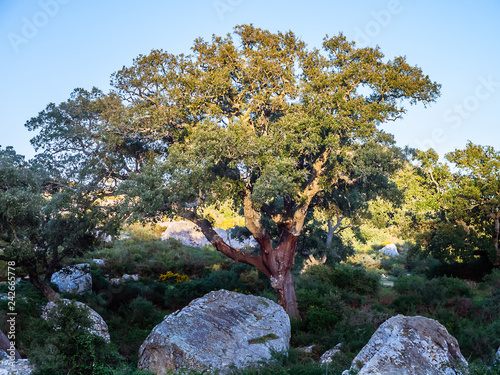 old cork oak in the andalusian countryside. 