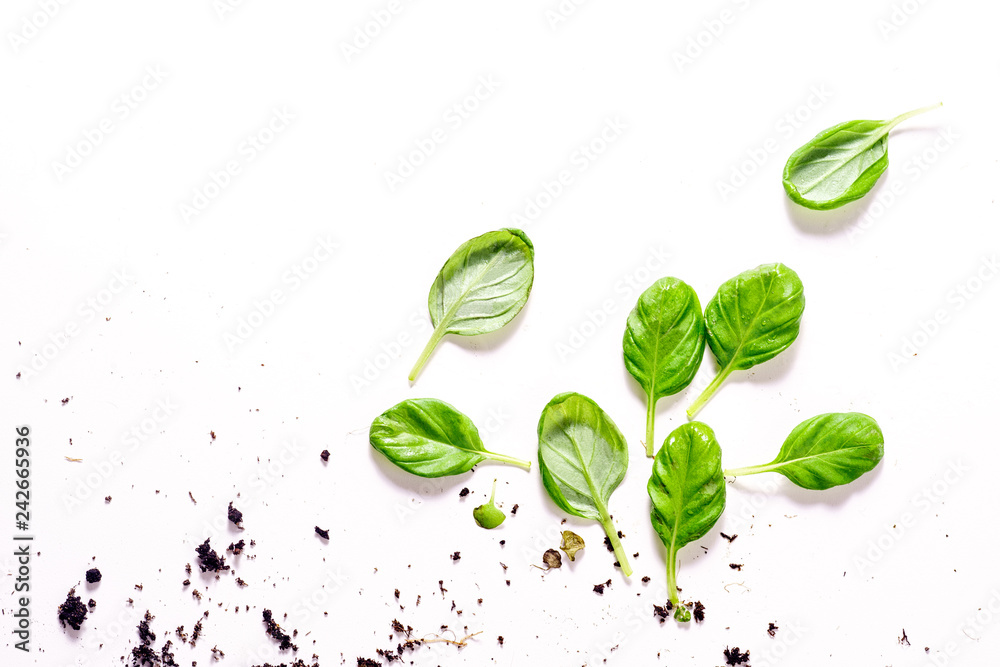 Basil leaves and ground. Organic ingredient concept Basil leaves and ground. Organic ingredient concept