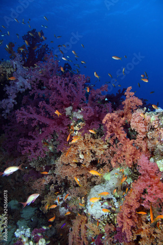 Fototapeta Naklejka Na Ścianę i Meble -  Thomas Reef EG-13