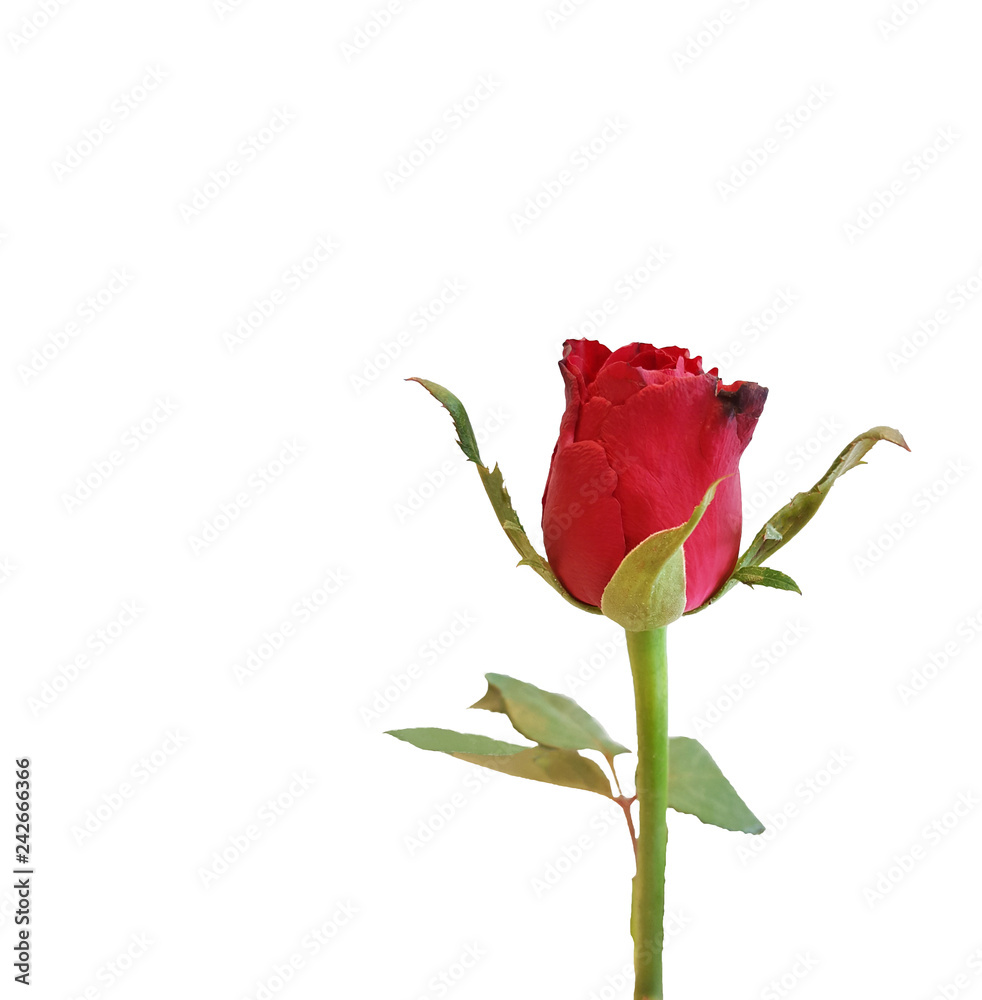 red rose isolated on white background