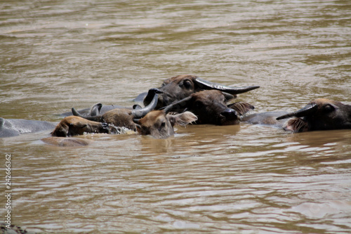water buffalo Bubalus bubalis or domestic Asian water buffalo Play in water and mud in spring © Rifki