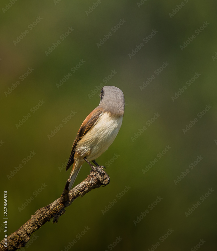 Naklejka premium Burmese Shrike ( Lanius collurioides ) on the branches of trees.