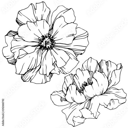 Vector Peony floral botanical flower. Black and white engraved ink art. Isolated peony illustration element.