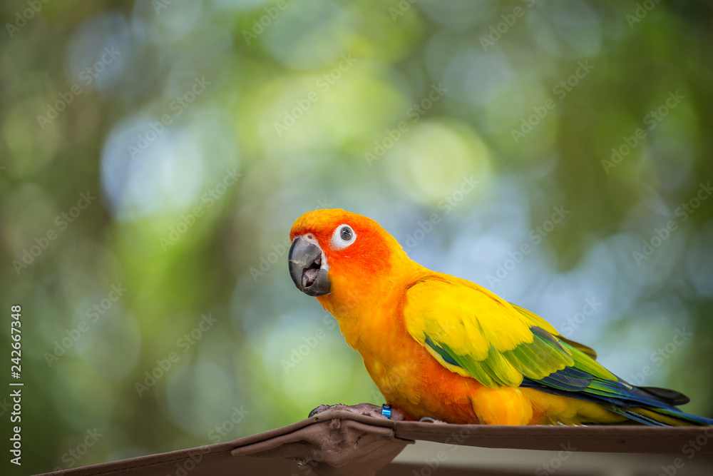 Aratinga solstitialis  (conure) with green background.