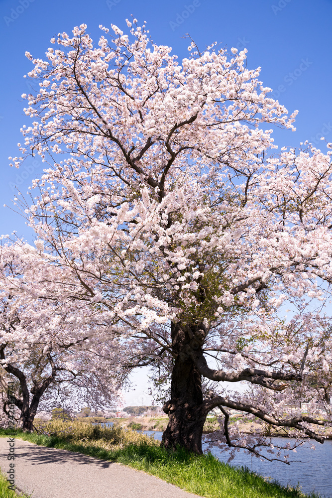 川岸の桜