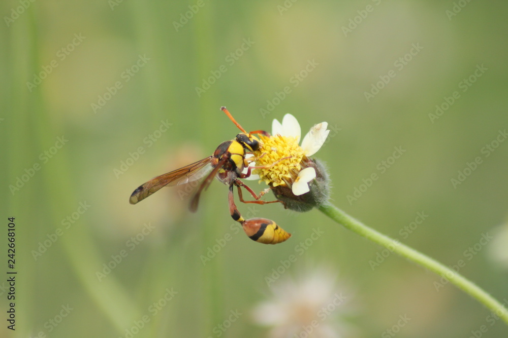 Yellow Potter Wasp sucks flowers in spring Yellow Potter Wasp sucks flowers in spring