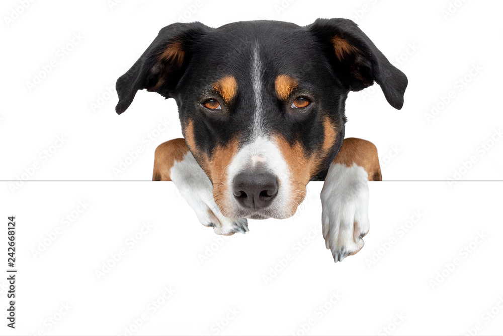 Adorable dog with blank board, Appenzeller Sennenhund