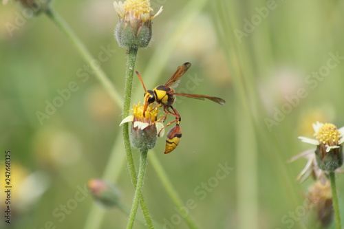 Yellow Potter Wasp sucks flowers in spring