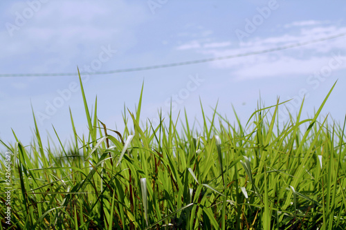 Bright blue skies and green grass in summer