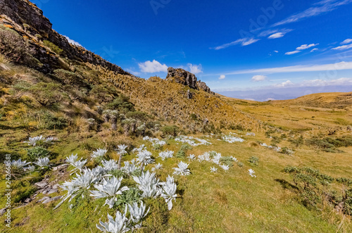 Paramo de Oceta and his Espeletia Frailejones Mongui Boyaca in Colombia South America photo