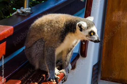 Lemuri photo