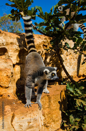 Lemuri photo