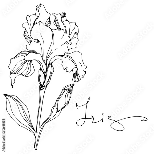Vector Iris floral botanical flower. Black and white engraved ink art. Isolated iris illustration element.