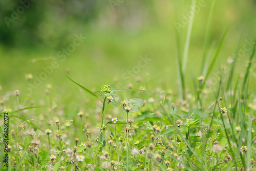 Background of beautiful weeds © Rifki