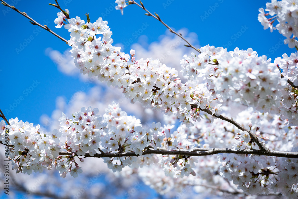 満開の桜 満開の桜