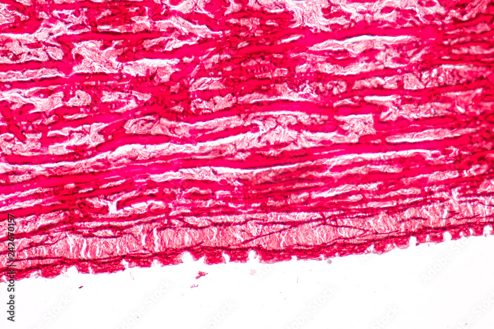 Tissue of Arteries and Veins under the microscopic, Physiology of the Arteries and Veins for education in laboratory. Tissue of Arteries and Veins under the microscopic, Physiology of the Arteries and Veins for education in laboratory.