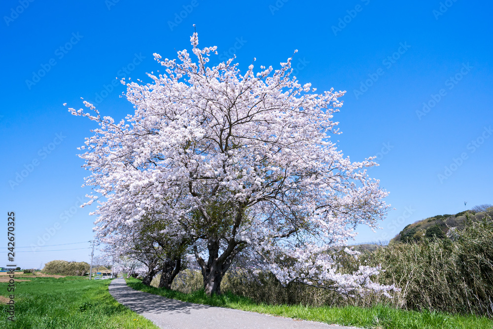 満開の桜 満開の桜