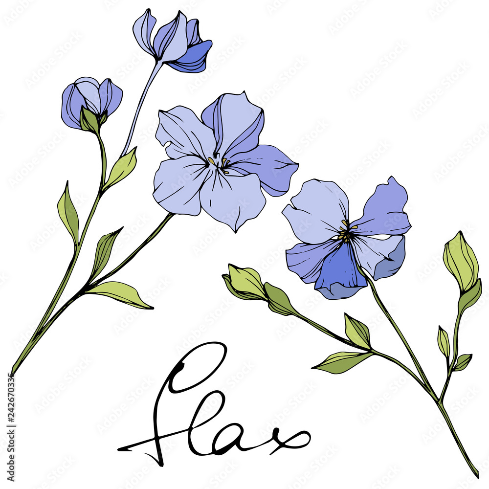 Vector Blue flax floral botanical flower. Wild spring leaf wildflower. Engraved ink art. Isolated flax illustration element.