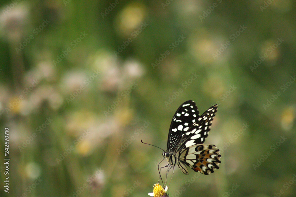 Beautiful butterflies fly freely on beautiful flowers Beautiful butterflies fly freely on beautiful flowers