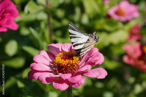 beautiful butterfly sitting on a flower, insect.