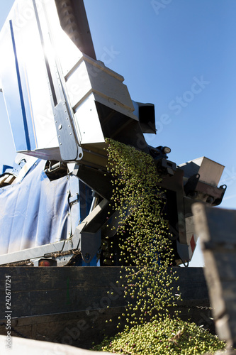 Olive harvester uploading on trailer tractor