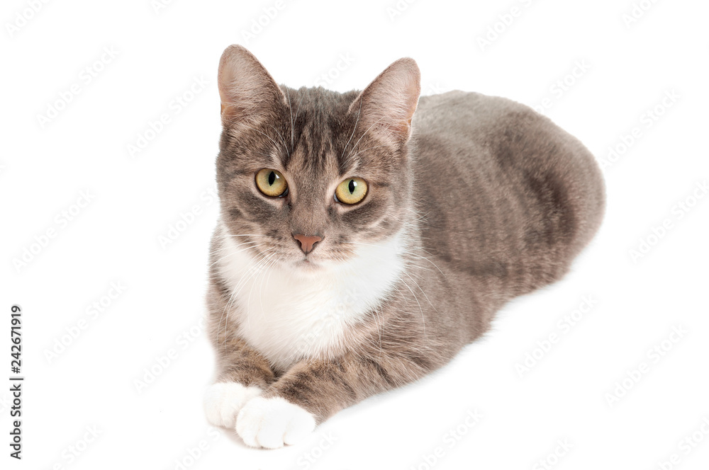 cute gray tabby cat isolated on white background