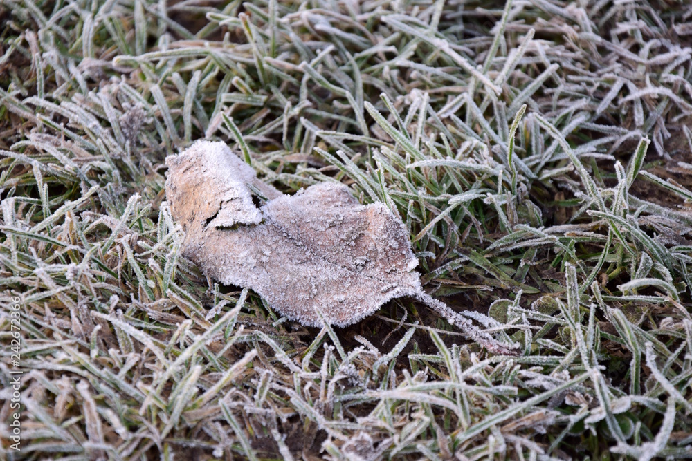 Obraz premium Ein von Raureif überzogenes Blatt liegt auf der Wiese