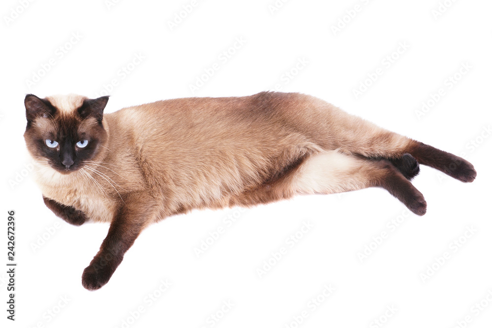 relaxed siamese cat lying on side isolated oh white