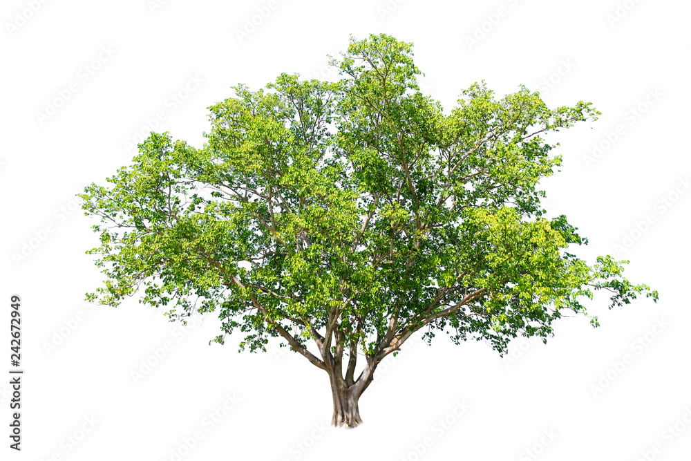 Beautiful isolated symmetry shape of tree on white background use foe decorative website and magazines. Beautiful isolated symmetry shape of tree on white background use foe decorative website and magazines.