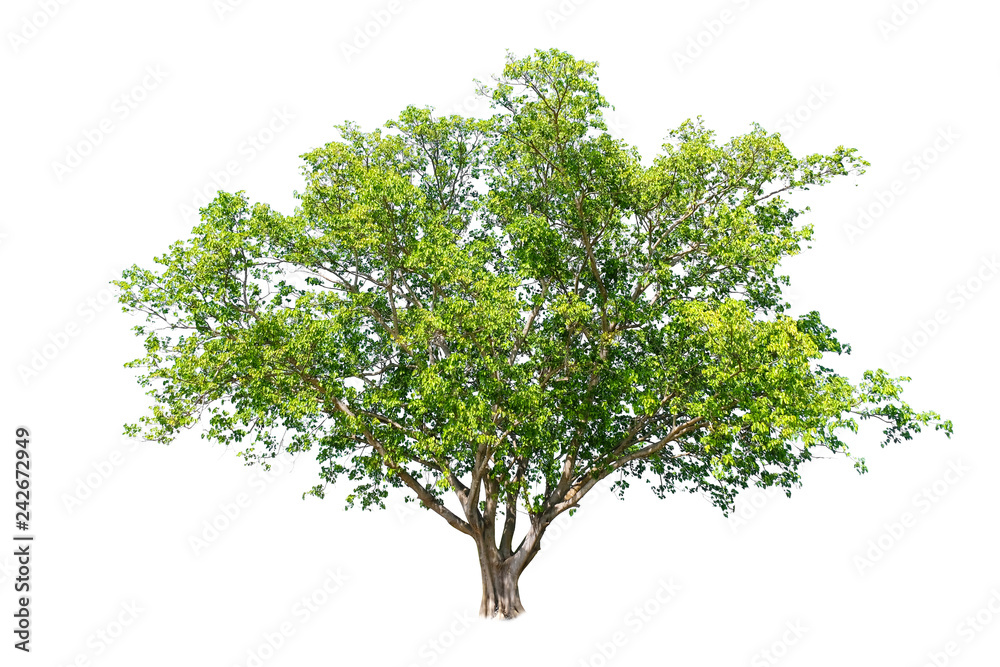 Beautiful isolated symmetry shape of tree on white background use foe decorative website and magazines.