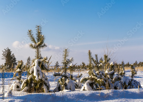 Young pines are sprinkled with snow.