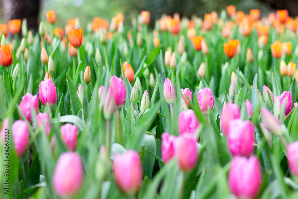 Fototapeta premium Colorful Tulip flowers meadow Spring nature background for graphic and card design