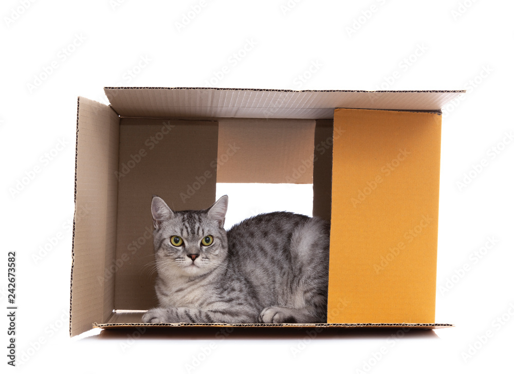 Scottish Fold cat playing in the paper box alone ,isolated on white background. Scottish Fold cat playing in the paper box alone ,isolated on white background.