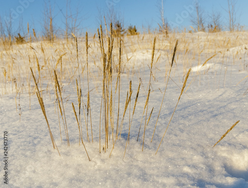 Fototapeta Naklejka Na Ścianę i Meble -  Dry yellow grass in the snow.