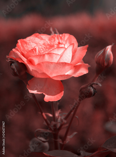 Fototapeta Naklejka Na Ścianę i Meble -  close-up of delicate pink rose, living coral color