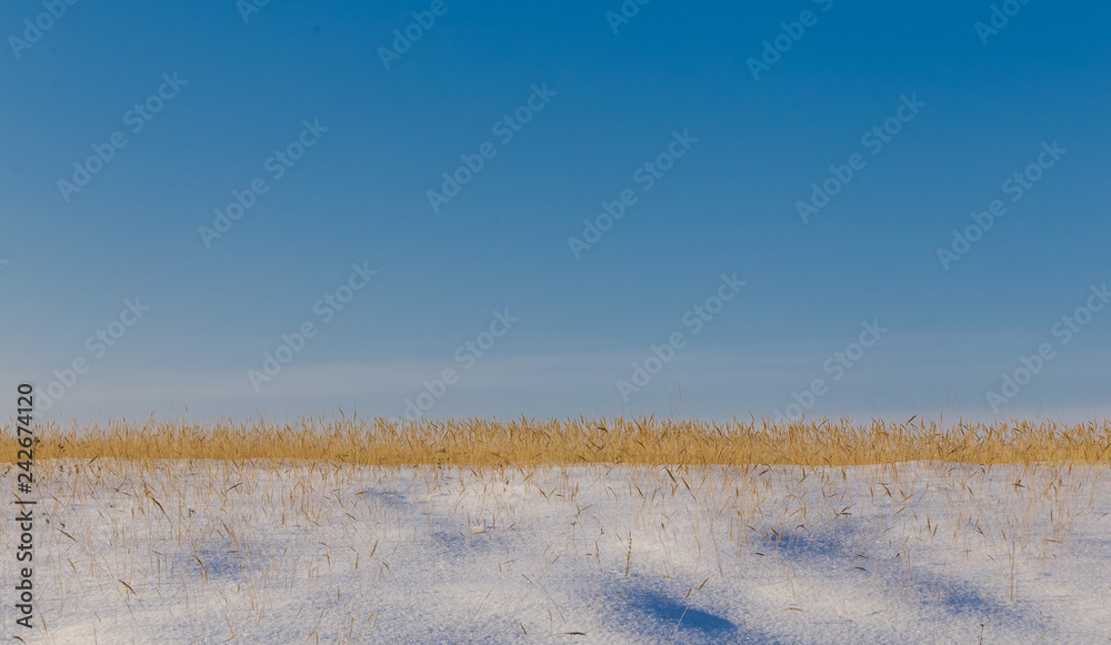 Dry yellow grass through the snow against the blue sky.