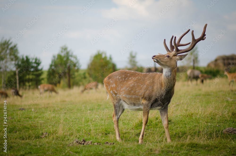 Deer in the meadow