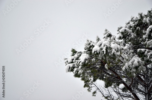 christmas tree in the snow