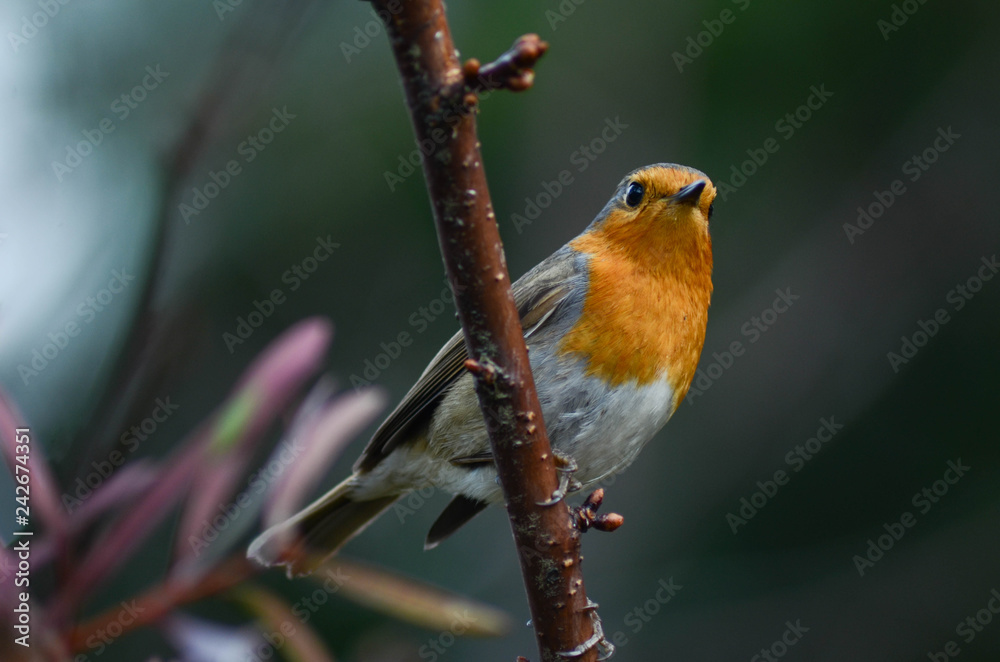 The european robin on a branch The european robin on a branch