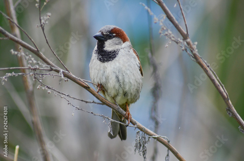 Sparrow on a branch