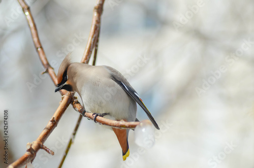 Beautiful waxwing