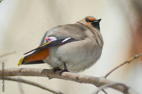 Beautiful waxwing
