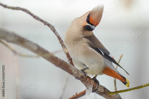 Beautiful waxwing