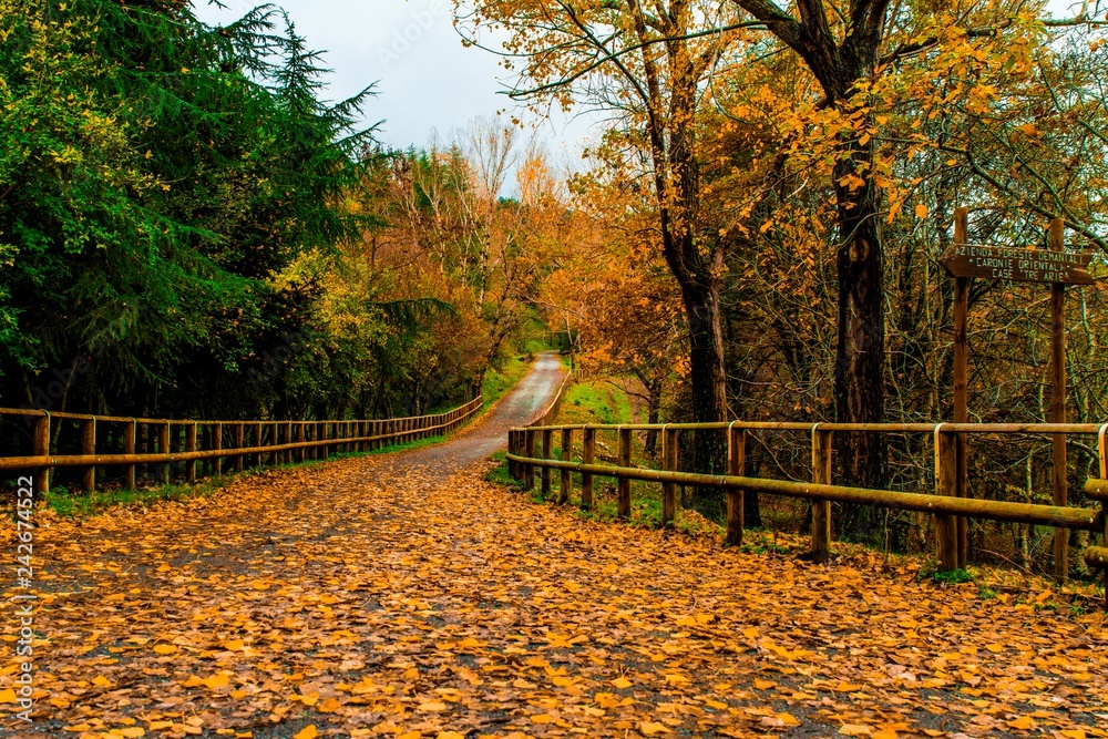Naklejka premium autumn scene